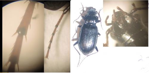 Réf. 268 949 : Nebria salina